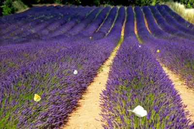 Provenza 2013 - Campo di lavanda con farfalle