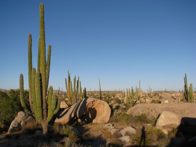 BAJA CALIFORNIA - Deserto di Cactus